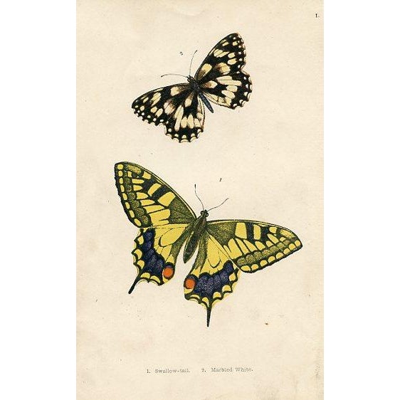 Late 19th Century 1870s, Antique Butterfly Prints, Set of 6, Original Antique Engravings, Hand Colored, England For Sale - Image 5 of 7