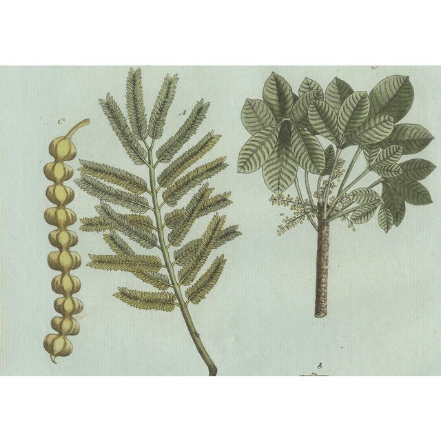 Bertuch, Manna Ash and Sarsaparilla, 1805, Engraving For Sale - Image 4 of 11