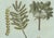 Bertuch, Manna Ash and Sarsaparilla, 1805, Engraving For Sale - Image 4 of 11