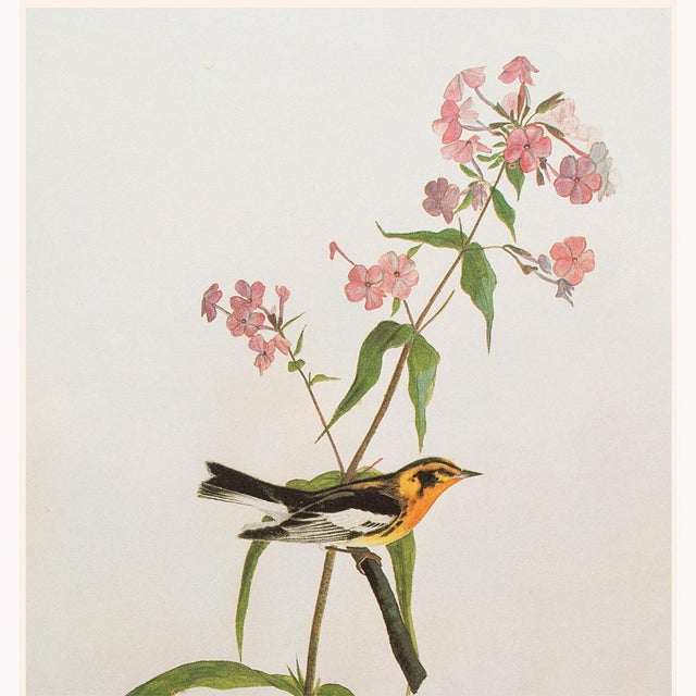 Farmhouse Blackburnian Warbler After Audubon, 1966 Cottage Print For Sale - Image 3 of 8