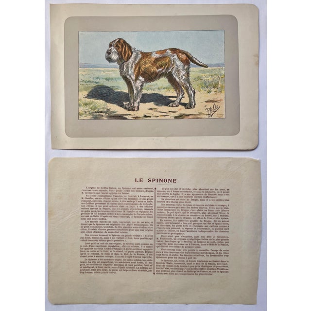 This handsome photogravure printed page is illustrated by P. Mahler, a German artist. The subject is a Le Spinone hunting...