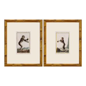 Pair of Original Early 19th Century French Monkey Engravings 1800