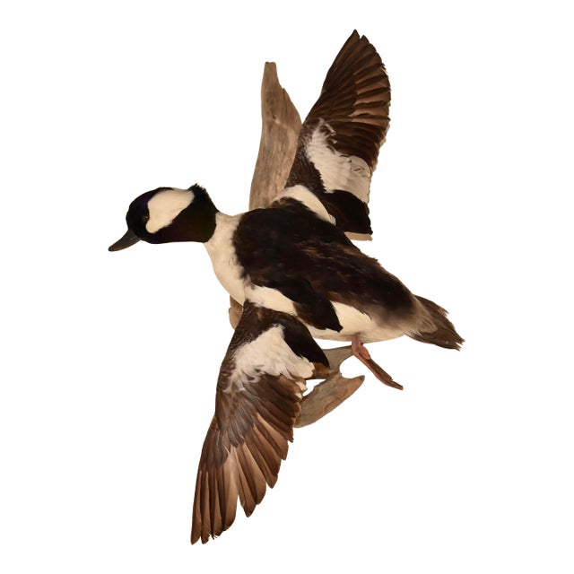 Bufflehead Duck Mounted on Driftwood Wall Mount For Sale