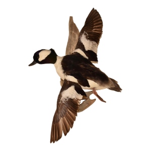 Bufflehead Duck Mounted on Driftwood Wall Mount