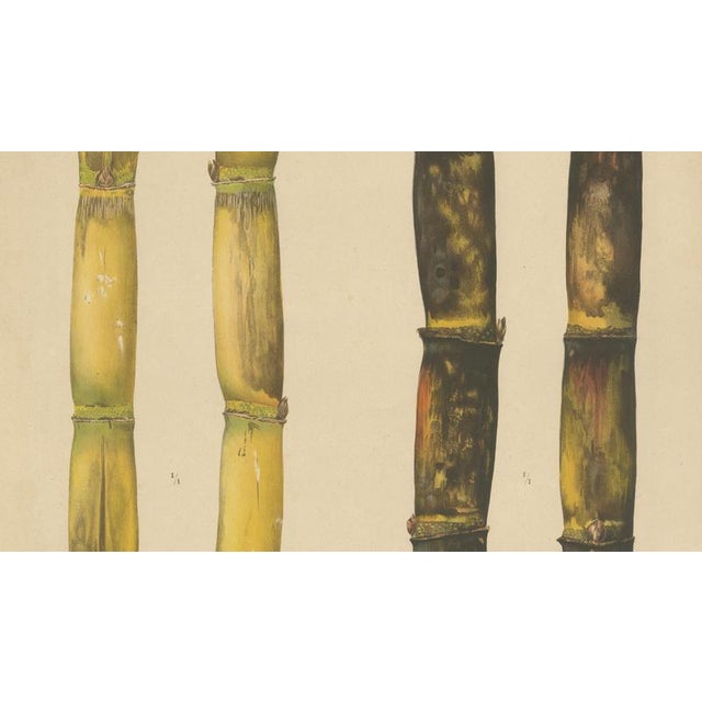 Sugarcane, 1892, Paper For Sale - Image 3 of 10