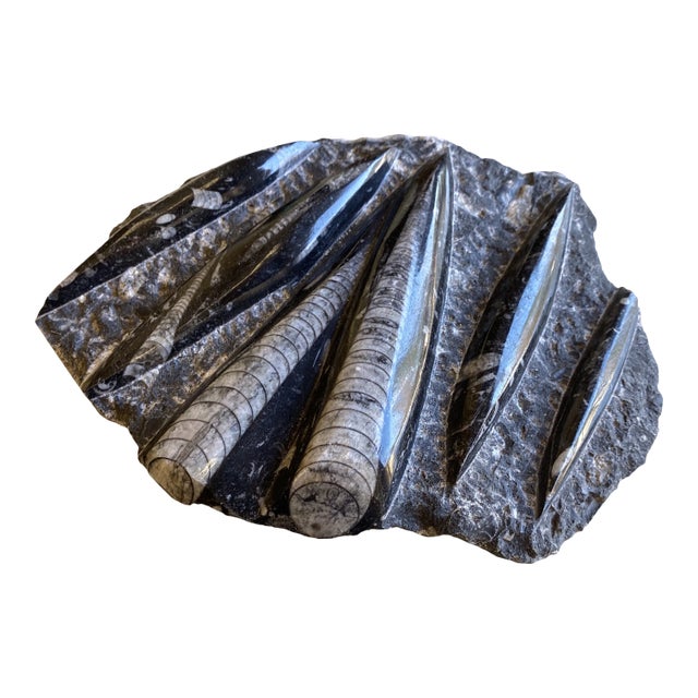 Authentic Black and White Orthoceras Cephalopod Fossil Paperweight Chairish