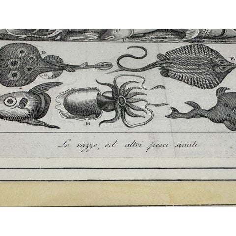 Lot of 3 Antique Italian Natural History Fish & Ray Engravings, Hand Colored, Matted For Sale - Image 12 of 14