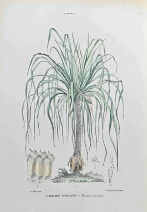 Vincenzo Tenore, Forked Pandanus, Lithograph, 1870s