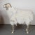 Giltwood Sheep Sculpture by Carlos Villegas For Sale - Image 4 of 8