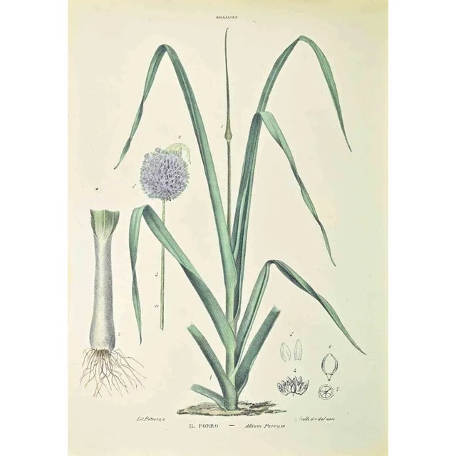 Lithograph hand watercolored. Belongs to the Series "Atlante di Botanica popolare ossia Illustrazione di Piante Notevoli...