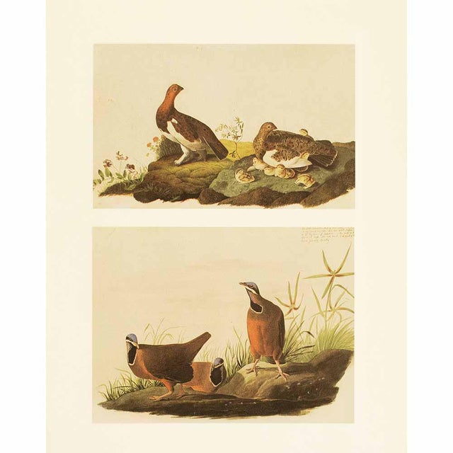 BlueHeaded Quail Doves After John James Audubon, 1966 Cottage Prints