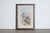 Mr. John Gould's tropical framed Bird prints 1955 taken from his limited edition of 1000. The most celebrated British...
