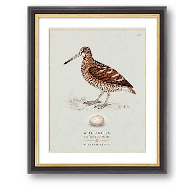 Boutique Archival William Lewin "Waterbirds & Waders" Prints - Set of 15 (8" X 10") For Sale - Image 16 of 18