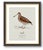 Boutique Archival William Lewin "Waterbirds & Waders" Prints - Set of 15 (8" X 10") For Sale - Image 16 of 18