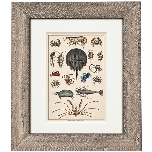 Mid 19th Century Horseshoe Crab, Shrimp and Crab Variety | Marine Life Arthropods | Original Lithograph by Fullarton, 1847 For Sale - Image 5 of 7