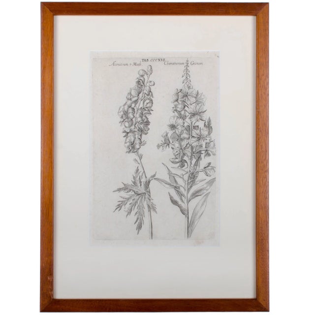 Farmhouse 1719 De Bry Botanical Engravings - a Pair For Sale - Image 3 of 6