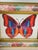 Colourful Butterfly Collage in Painted Frame Mini Painting For Sale - Image 4 of 4