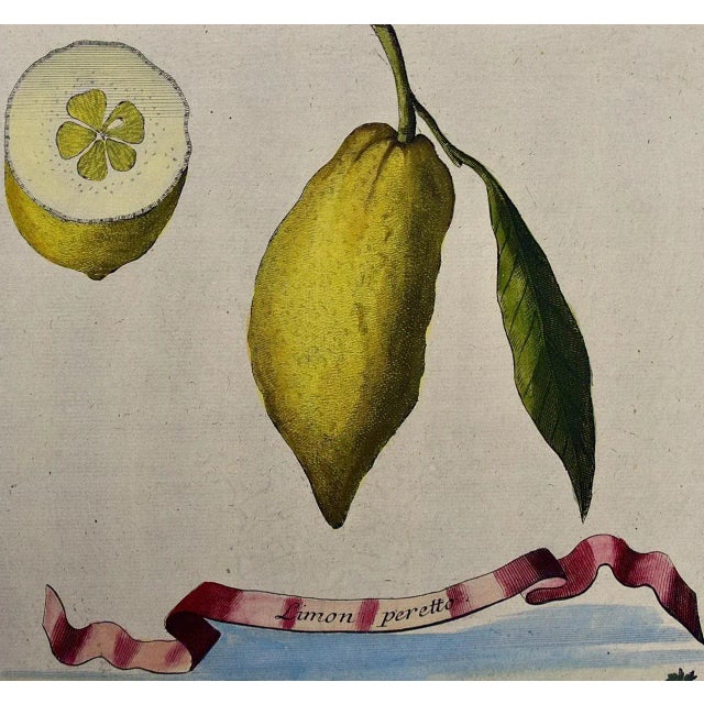 Lemons "Limon Peretto": An Early 18th Century Volckamer Hand-Colored Engraving, 1708 For Sale - Image 4 of 6