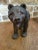 Antiique Black Forest Bear For Sale - Image 4 of 9