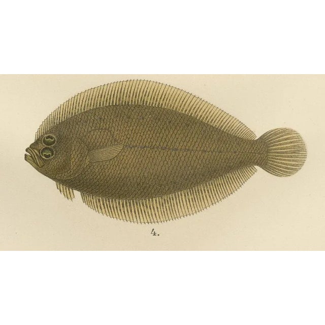 Norwegian Topknot and Spotted Flounder and Scaldfish, 1895, Lithograph For Sale - Image 3 of 10