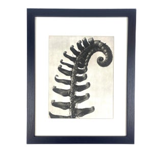 1940s Framed Botanical Blossfeldt Print - No. 82 For Sale