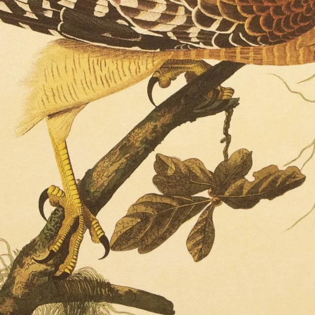 1990s Red-Shouldered Hawk After Audubon, Large Cottage Style Print For Sale In Dallas - Image 6 of 12