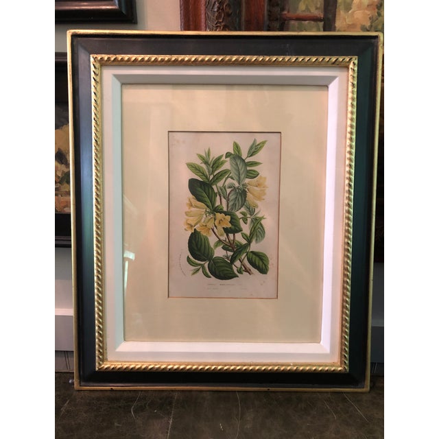 Framed Original Botanical Prints by Trowbridge Gallery a Pair Chairish