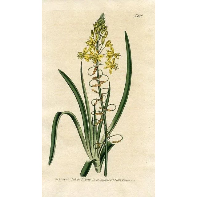 Original early 1800s hand-colored botanical print of the Stalked Bulbine (aka Onion-leaved Anthericum). Appeared in...