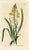 Original early 1800s hand-colored botanical print of the Stalked Bulbine (aka Onion-leaved Anthericum). Appeared in...