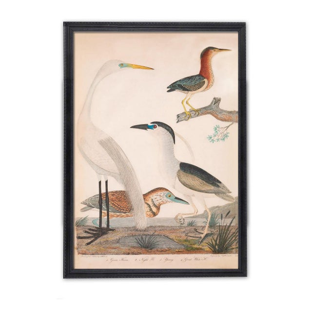 This captivating antique print presents the secretive Green Heron alongside the stately Night Heron, both depicted in...