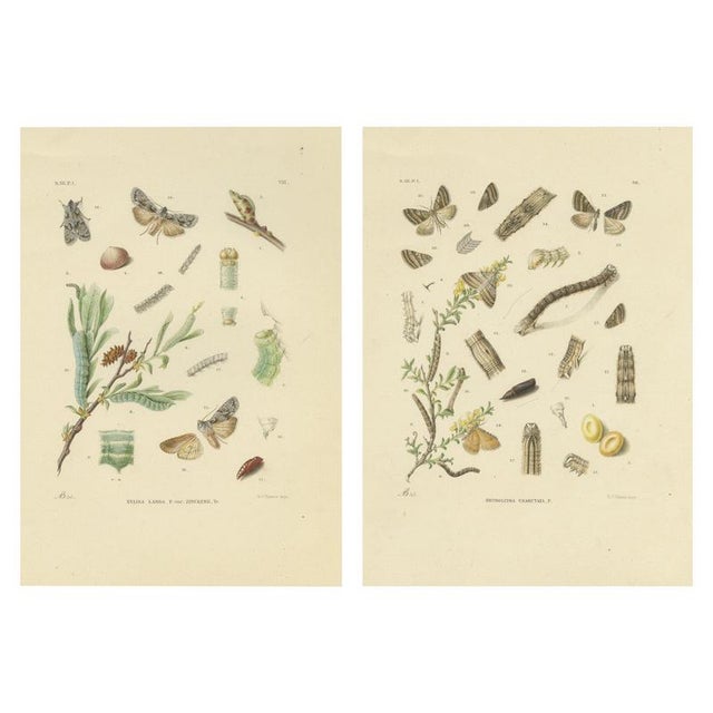 Sepp & Brants, Xylina Lambda Ortholithia Moths, 1905, Paper, Set of 2 For Sale - Image 10 of 10