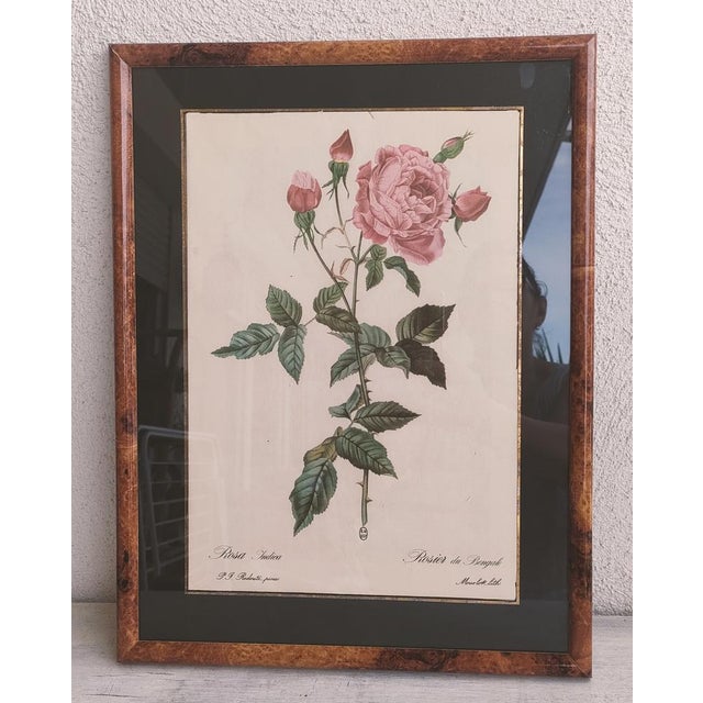 Glass Pierre Joseph Redouté, Botanical of Bengal Rose, 1920s, Lithograph For Sale - Image 7 of 7