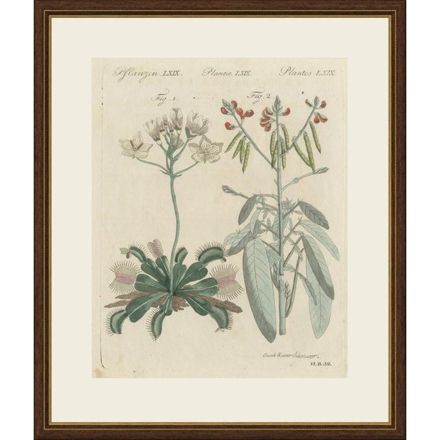 This antique botanical print from bertuch's bilderbuch shows the venus flytrap, dionaea muscipula, the carnivorous plant...