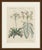 This antique botanical print from bertuch's bilderbuch shows the venus flytrap, dionaea muscipula, the carnivorous plant...