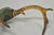 Antique Victorian Taxidermy Whitetail Deer Antler Wall Mount Metal Shield Plaque For Sale - Image 10 of 15