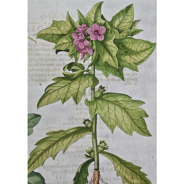 This is a hand-colored copper plate engraving depicting flowering "Hyosciamus albus and Hyosciamus vulgaris" (Henbane)...