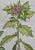 This is a hand-colored copper plate engraving depicting flowering "Hyosciamus albus and Hyosciamus vulgaris" (Henbane)...