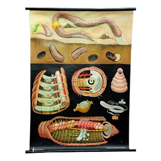 Earthworm Lumbricidae Wall Chart Life Art Print by Jung Koch Quentell For Sale