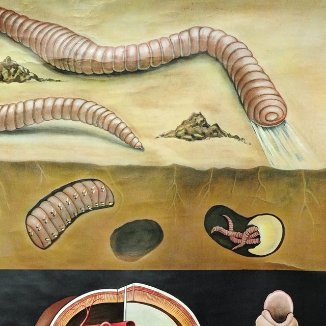 Earthworm Lumbricidae Wall Chart Life Art Print by Jung Koch Quentell For Sale - Image 3 of 8