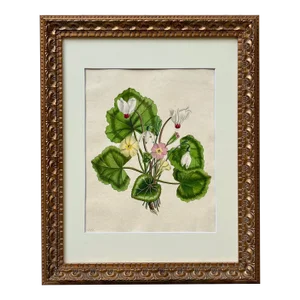 Antique Original Watercolor Botanical Study of Flowers by A. Douglas 1810
