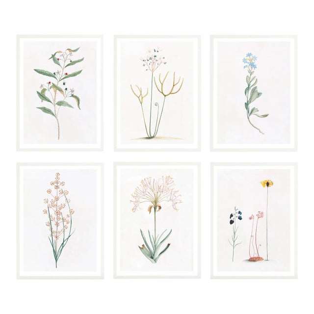 Celerie Kemble Curated Australian Botanical Set of 6 (36x48) in White Frame For Sale