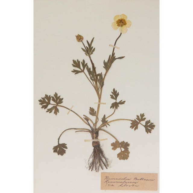 Custom Framed Antique Swedish Herbarium Botanical Specimens For Sale - Image 11 of 12