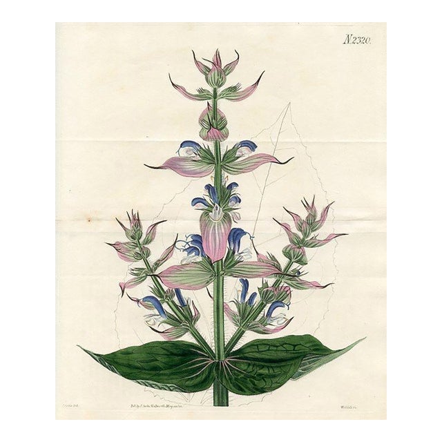 Sage Print, Antique Curtis Botanical Print, 1822, Hand Colored Engraving, England For Sale