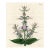 Sage Print, Antique Curtis Botanical Print, 1822, Hand Colored Engraving, England For Sale