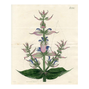 Sage Print, Antique Curtis Botanical Print, 1822, Hand Colored Engraving, England