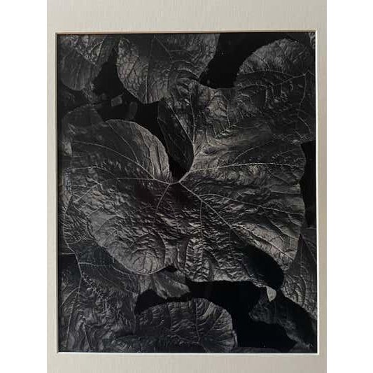 Late 20th Century Late 20th Century Michael Johnson Botanicals Photography Portfolio 1979 - Set of 8 For Sale - Image 5 of 12