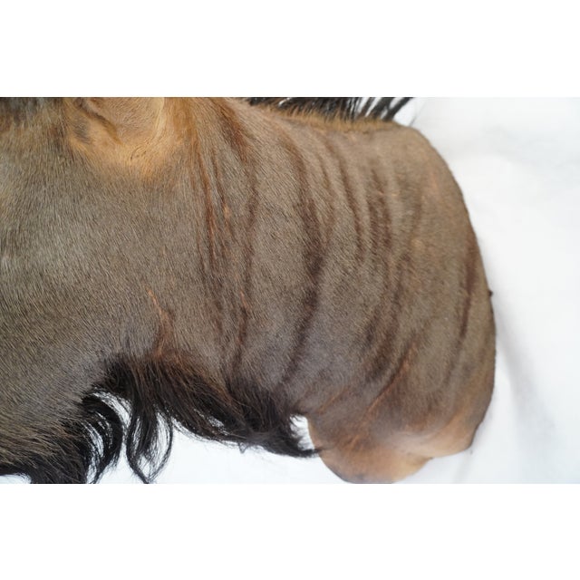 Wildebeest Mount Head Bust For Sale - Image 15 of 18
