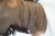 Wildebeest Mount Head Bust For Sale - Image 15 of 18