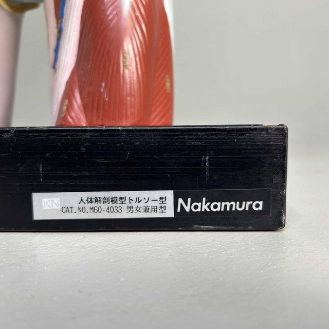 Japanese Anatomical Model Nakamura, 1970s For Sale - Image 16 of 18