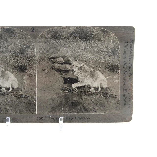 Coyote in Trap - Original 1900s Keystone Stereo View. Rare. Size: 4" x 6" A beautiful piece that will add to your décor!